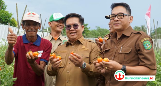
 Wakil Bupati Kutai Kartanegara Rendi Solihin saat melakukan panen tomat.(istimewa)