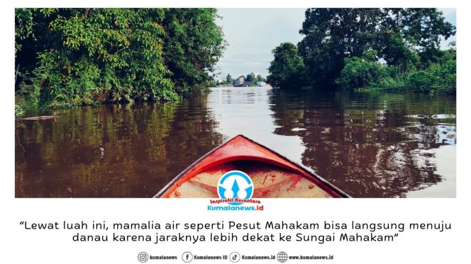
 Panorama keindahan Luah Pakak di Desa Sangkuliman, Kecamatan Kota Bangun, Kabupaten Kutai Kartanegara. Luah ini bukan sekadar aliran air, melainkan urat nadi transportasi warga yang menghubungkan Kecamatan Kota Bangun dan Desa Liang Ulu menuju Sangkuliman, Pela, Melintang hingga Muara Enggelam. Dok. Rojali – Pokdarwis BMT Desa Sangkuliman.