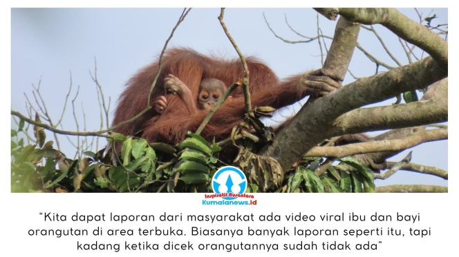
 Seekor induk orangutan terlihat berjuang mempertahankan hidup bersama dua anak kembarnya di kawasan hutan yang telah terfragmentasi, mencerminkan kerasnya upaya satwa liar bertahan di tengah semakin menyusutnya habitat alami mereka. Dok: Conservation Action Network (CAN).