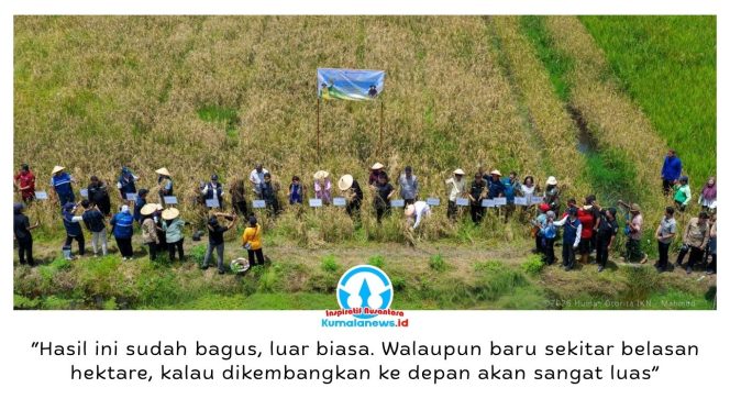 
 Panen perdana Padi Gogo sukses digelar di demplot Pertanian Konservasi Kelompok Tani Mekar Jaya, Muara Jawa, Kabupaten Kutai Kartanegara, Kamis (9/4/2026). Dok: Humas Otorita Ibu Kota Nusantara.