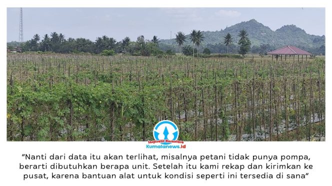 
 Suasana kebun sayur yang dikelola petani di Kelurahan Bukit Biru, Kecamatan Tenggarong, Kutai Kartanegara, mulai tampak mengering akibat kemarau. Foto: Akmal Hafidz Krisnowo.