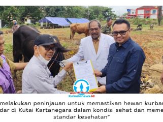 Bupati Kutai Kartanegara (Kukar), Aulia Rahman Basri melakukan monitoring kesehatan hewan kurban menjelang Hari Raya Iduladha 1447 Hijriah di kawasan Jalan Lais, Kelurahan Timbau, Kecamatan Tenggarong, Senin (25/5/2026). Foto: Akmal Hafidz Krisnowo.