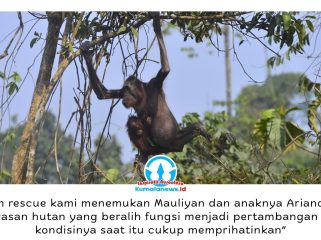 Seekor induk orangutan bersama bayinya melintas di jalan hauling tambang batu bara di Kutai Timur, Kalimantan Timur, pada September 2023. Kondisi induk orangutan yang kurus, kulit mengering, dan nyaris tanpa rambut sempat viral di media sosial serta menjadi sorotan publik terkait kerusakan habitat satwa liar. Foto: Dok. Balai Konservasi Sumber Daya Alam (BKSDA) Kalimantan Timur.