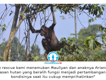 Seekor induk orangutan bersama bayinya melintas di jalan hauling tambang batu bara di Kutai Timur, Kalimantan Timur, pada September 2023. Kondisi induk orangutan yang kurus, kulit mengering, dan nyaris tanpa rambut sempat viral di media sosial serta menjadi sorotan publik terkait kerusakan habitat satwa liar. Foto: Dok. Balai Konservasi Sumber Daya Alam (BKSDA) Kalimantan Timur.