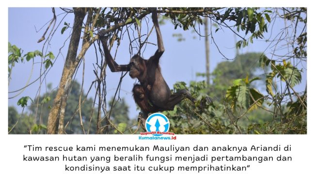 Seekor induk orangutan bersama bayinya melintas di jalan hauling tambang batu bara di Kutai Timur, Kalimantan Timur, pada September 2023. Kondisi induk orangutan yang kurus, kulit mengering, dan nyaris tanpa rambut sempat viral di media sosial serta menjadi sorotan publik terkait kerusakan habitat satwa liar. Foto: Dok. Balai Konservasi Sumber Daya Alam (BKSDA) Kalimantan Timur.