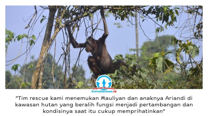
 Seekor induk orangutan bersama bayinya melintas di jalan hauling tambang batu bara di Kutai Timur, Kalimantan Timur, pada September 2023. Kondisi induk orangutan yang kurus, kulit mengering, dan nyaris tanpa rambut sempat viral di media sosial serta menjadi sorotan publik terkait kerusakan habitat satwa liar. Foto: Dok. Balai Konservasi Sumber Daya Alam (BKSDA) Kalimantan Timur.