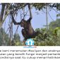 orangutan001