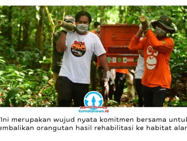 BKSDA Kalimantan Timur bersama KPHP Kelinjau dan Centre for Orangutan Protection (COP) melepasliarkan tiga orangutan kalimantan hasil rehabilitasi, yakni Bagus, Eboni, dan Ruby, di Hutan Lindung Gunung Batu Mesangat, Kecamatan Busang, Kabupaten Kutai Timur, Selasa (23/6/2026). Foto: BKSDA Kaltim.