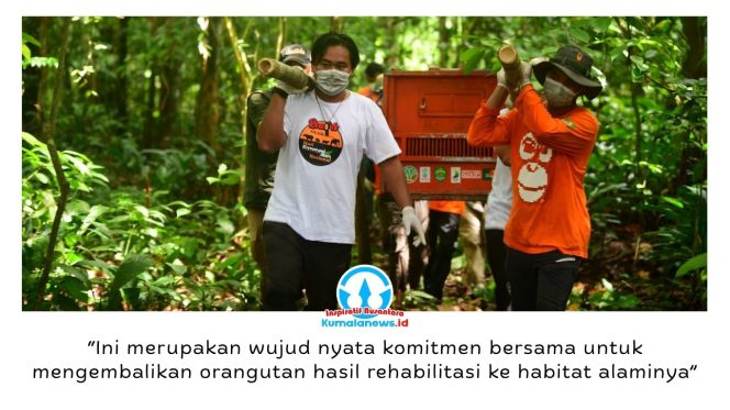 
 BKSDA Kalimantan Timur bersama KPHP Kelinjau dan Centre for Orangutan Protection (COP) melepasliarkan tiga orangutan kalimantan hasil rehabilitasi, yakni Bagus, Eboni, dan Ruby, di Hutan Lindung Gunung Batu Mesangat, Kecamatan Busang, Kabupaten Kutai Timur, Selasa (23/6/2026). Foto: BKSDA Kaltim.