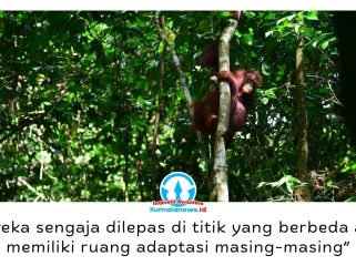 Bagus, Eboni, dan Ruby, tiga orangutan kalimantan hasil rehabilitasi, resmi dilepasliarkan di Hutan Lindung Gunung Batu Mesangat, Kecamatan Busang, Kabupaten Kutai Timur, sebagai upaya memperkuat populasi orangutan di habitat alaminya. Foto: BKSDA Kaltim.