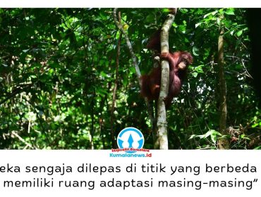 Bagus, Eboni, dan Ruby, tiga orangutan kalimantan hasil rehabilitasi, resmi dilepasliarkan di Hutan Lindung Gunung Batu Mesangat, Kecamatan Busang, Kabupaten Kutai Timur, sebagai upaya memperkuat populasi orangutan di habitat alaminya. Foto: BKSDA Kaltim.