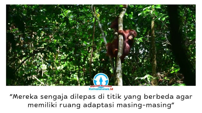 
 Bagus, Eboni, dan Ruby, tiga orangutan kalimantan hasil rehabilitasi, resmi dilepasliarkan di Hutan Lindung Gunung Batu Mesangat, Kecamatan Busang, Kabupaten Kutai Timur, sebagai upaya memperkuat populasi orangutan di habitat alaminya. Foto: BKSDA Kaltim.