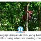 Bagus, Eboni, dan Ruby, tiga orangutan kalimantan hasil rehabilitasi, resmi dilepasliarkan di Hutan Lindung Gunung Batu Mesangat, Kecamatan Busang, Kabupaten Kutai Timur, sebagai upaya memperkuat populasi orangutan di habitat alaminya. Foto: BKSDA Kaltim.