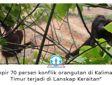 Dua ekor orangutan di area pertambangan. Upaya penyelamatan habitat orangutan di Kalimantan Timur kini memasuki tahap baru melalui kolaborasi pemerintah, akademisi, lembaga konservasi, dan perusahaan di Kutai Timur dalam Forum Konservasi Orangutan Terpadu Lanskap Keraitan. Foto: Dok. Conservation Action Network (CAN).