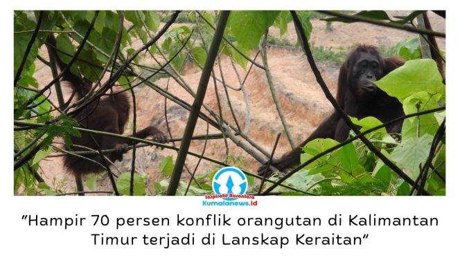 
 Dua ekor orangutan di area pertambangan. Upaya penyelamatan habitat orangutan di Kalimantan Timur kini memasuki tahap baru melalui kolaborasi pemerintah, akademisi, lembaga konservasi, dan perusahaan di Kutai Timur dalam Forum Konservasi Orangutan Terpadu Lanskap Keraitan. Foto: Dok. Conservation Action Network (CAN).