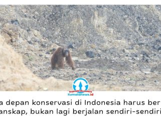 Seekor orangutan di area pertambangan. Upaya penyelamatan orangutan di Kalimantan Timur dinilai perlu pengelolaan habitat secara menyeluruh untuk menekan konflik manusia dan satwa sejak dini. Foto: Dok. Conservation Action Network (CAN).