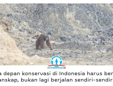 Seekor orangutan di area pertambangan. Upaya penyelamatan orangutan di Kalimantan Timur dinilai perlu pengelolaan habitat secara menyeluruh untuk menekan konflik manusia dan satwa sejak dini. Foto: Dok. Conservation Action Network (CAN).