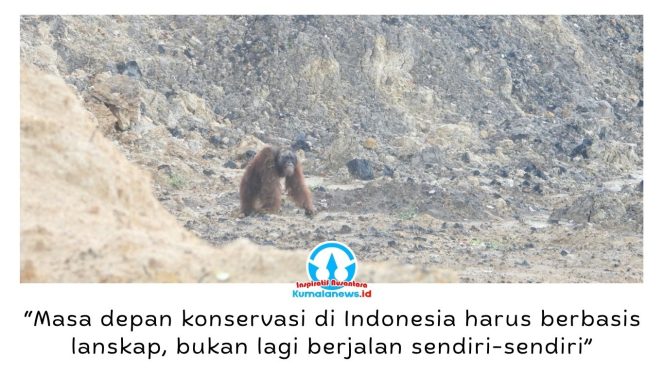 
 Seekor orangutan di area pertambangan. Upaya penyelamatan orangutan di Kalimantan Timur dinilai perlu pengelolaan habitat secara menyeluruh untuk menekan konflik manusia dan satwa sejak dini. Foto: Dok. Conservation Action Network (CAN).