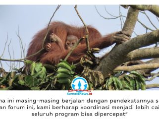 Induk orangutan bersama anaknya di atas pohon dekat area pertambangan. Upaya pelestarian orangutan di Kalimantan Timur diperkuat melalui kolaborasi pemerintah, akademisi, lembaga konservasi, dan perusahaan dalam Forum Konservasi Orangutan Terpadu Lanskap Keraitan. Foto: Dok. Conservation Action Network (CAN).