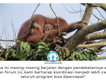 Induk orangutan bersama anaknya di atas pohon dekat area pertambangan. Upaya pelestarian orangutan di Kalimantan Timur diperkuat melalui kolaborasi pemerintah, akademisi, lembaga konservasi, dan perusahaan dalam Forum Konservasi Orangutan Terpadu Lanskap Keraitan. Foto: Dok. Conservation Action Network (CAN).