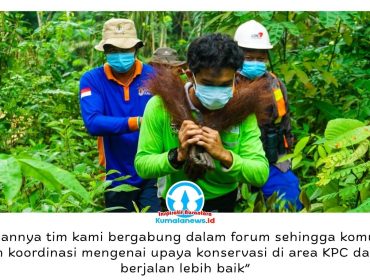 Tim penyelamat orangutan tengah melakukan proses pelepasliaran. Komitmen pelestarian habitat orangutan di Kalimantan Timur diperkuat melalui kolaborasi berbagai pihak, termasuk dukungan PT Kaltim Prima Coal (KPC) dalam Forum Konservasi Orangutan Terpadu Lanskap Keraitan. Foto: Dok. Conservation Action Network (CAN).