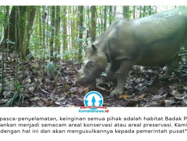 Camera trap yang dipasang BKSDA Kalimantan Timur dan Aliansi Lestari Rimba Terpadu (Alert) merekam kemunculan Badak Pari Mahulu di habitat alaminya di alam liar sebagai bagian dari upaya pemantauan dan konservasi satwa langka tersebut.