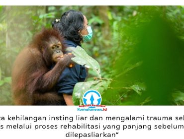 Tiga orangutan Kalimantan, Bagus, Eboni, dan Ruby, dinyatakan siap kembali ke habitat alaminya setelah bertahun-tahun menjalani rehabilitasi di Pusat Rehabilitasi Bornean Orangutan Rescue Alliance (BORA). Pelepasliaran ini menjadi simbol keberhasilan upaya penyelamatan satwa korban perdagangan dan pemeliharaan ilegal. Foto: COP.