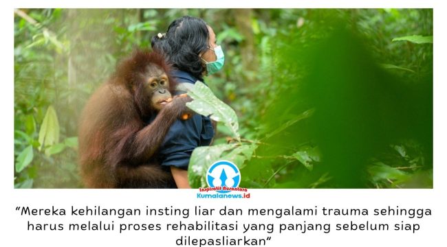 Tiga orangutan Kalimantan, Bagus, Eboni, dan Ruby, dinyatakan siap kembali ke habitat alaminya setelah bertahun-tahun menjalani rehabilitasi di Pusat Rehabilitasi Bornean Orangutan Rescue Alliance (BORA). Pelepasliaran ini menjadi simbol keberhasilan upaya penyelamatan satwa korban perdagangan dan pemeliharaan ilegal. Foto: COP.
