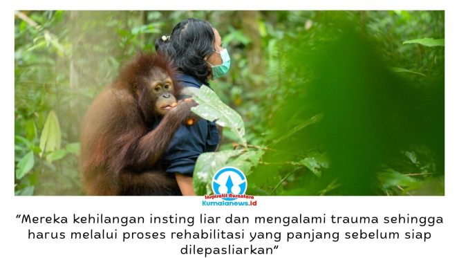 
 Tiga orangutan Kalimantan, Bagus, Eboni, dan Ruby, dinyatakan siap kembali ke habitat alaminya setelah bertahun-tahun menjalani rehabilitasi di Pusat Rehabilitasi Bornean Orangutan Rescue Alliance (BORA). Pelepasliaran ini menjadi simbol keberhasilan upaya penyelamatan satwa korban perdagangan dan pemeliharaan ilegal. Foto: COP.