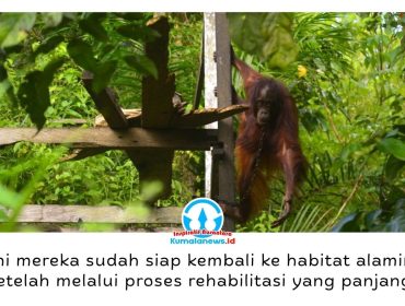 Bagus, Eboni, dan Ruby akhirnya kembali menghirup udara bebas setelah resmi dilepasliarkan ke habitat alaminya di hutan Kalimantan Timur pada 24 Juni 2026. Pelepasliaran oleh BKSDA Kalimantan Timur bersama Centre for Orangutan Protection (COP) menjadi akhir dari perjalanan rehabilitasi panjang ketiga orangutan korban pemeliharaan ilegal tersebut. Foto: COP.