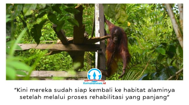 Bagus, Eboni, dan Ruby akhirnya kembali menghirup udara bebas setelah resmi dilepasliarkan ke habitat alaminya di hutan Kalimantan Timur pada 24 Juni 2026. Pelepasliaran oleh BKSDA Kalimantan Timur bersama Centre for Orangutan Protection (COP) menjadi akhir dari perjalanan rehabilitasi panjang ketiga orangutan korban pemeliharaan ilegal tersebut. Foto: COP.