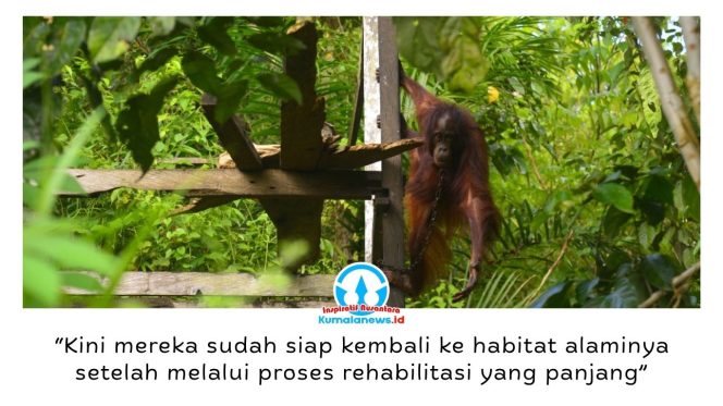 
 Bagus, Eboni, dan Ruby akhirnya kembali menghirup udara bebas setelah resmi dilepasliarkan ke habitat alaminya di hutan Kalimantan Timur pada 24 Juni 2026. Pelepasliaran oleh BKSDA Kalimantan Timur bersama Centre for Orangutan Protection (COP) menjadi akhir dari perjalanan rehabilitasi panjang ketiga orangutan korban pemeliharaan ilegal tersebut. Foto: COP.