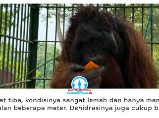 Seekor orangutan yang sempat viral setelah direkam operator excavator dari dalam kabin kini menjalani rehabilitasi di Pusat Rehabilitasi Satwa (PRS) Long Sam, Kampung Merasa, Kecamatan Kelay, Kabupaten Berau. Satwa tersebut ditemukan di Desa Menamang Kanan, Kecamatan Muara Kaman, Kutai Kartanegara, pada 14 September 2026 dan dievakuasi BKSDA Kalimantan Timur bersama Conservation Action Network (CAN) untuk mendapatkan perawatan. Foto: Conservation Action Network (CAN).