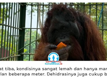 Seekor orangutan yang sempat viral setelah direkam operator excavator dari dalam kabin kini menjalani rehabilitasi di Pusat Rehabilitasi Satwa (PRS) Long Sam, Kampung Merasa, Kecamatan Kelay, Kabupaten Berau. Satwa tersebut ditemukan di Desa Menamang Kanan, Kecamatan Muara Kaman, Kutai Kartanegara, pada 14 September 2026 dan dievakuasi BKSDA Kalimantan Timur bersama Conservation Action Network (CAN) untuk mendapatkan perawatan. Foto: Conservation Action Network (CAN).