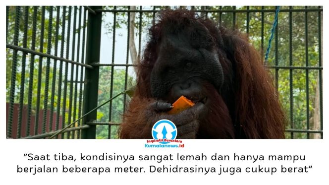 
 Seekor orangutan yang sempat viral setelah direkam operator excavator dari dalam kabin kini menjalani rehabilitasi di Pusat Rehabilitasi Satwa (PRS) Long Sam, Kampung Merasa, Kecamatan Kelay, Kabupaten Berau. Satwa tersebut ditemukan di Desa Menamang Kanan, Kecamatan Muara Kaman, Kutai Kartanegara, pada 14 September 2026 dan dievakuasi BKSDA Kalimantan Timur bersama Conservation Action Network (CAN) untuk mendapatkan perawatan. Foto: Conservation Action Network (CAN).