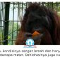 Seekor orangutan yang sempat viral setelah direkam operator excavator dari dalam kabin kini menjalani rehabilitasi di Pusat Rehabilitasi Satwa (PRS) Long Sam, Kampung Merasa, Kecamatan Kelay, Kabupaten Berau. Satwa tersebut ditemukan di Desa Menamang Kanan, Kecamatan Muara Kaman, Kutai Kartanegara, pada 14 September 2026 dan dievakuasi BKSDA Kalimantan Timur bersama Conservation Action Network (CAN) untuk mendapatkan perawatan. Foto: Conservation Action Network (CAN).