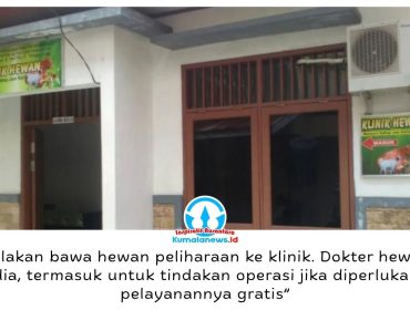 Distanak Kukar menyediakan layanan klinik kesehatan hewan gratis bagi masyarakat, mulai dari pemeriksaan, vaksinasi, hingga tindakan medis sesuai kebutuhan dan hasil pemeriksaan dokter hewan. Foto: Indirwan.